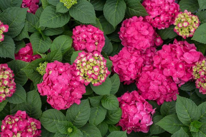 'Endless Summer Summer Crush' (Bailey Nurseries)
