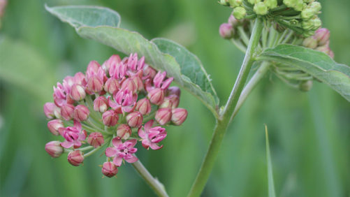 How Growers Can Benefit From the “Monarch Economy”