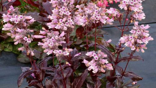 Terra Nova Debuts New Hardy Penstemon Variety