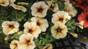 10 New Fall Ornamental Crop Prospects for 2019