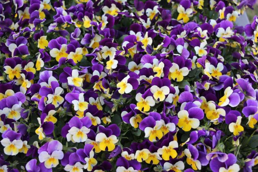 Violas Admire Series (Ernst Benary of America)