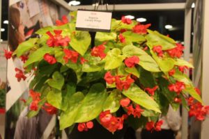 Begonia ‘Canary Wings’ (Ball Ingenuity)