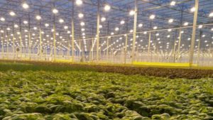 Why the Value of Greenhouse Produce Has Increased During COVID-19
