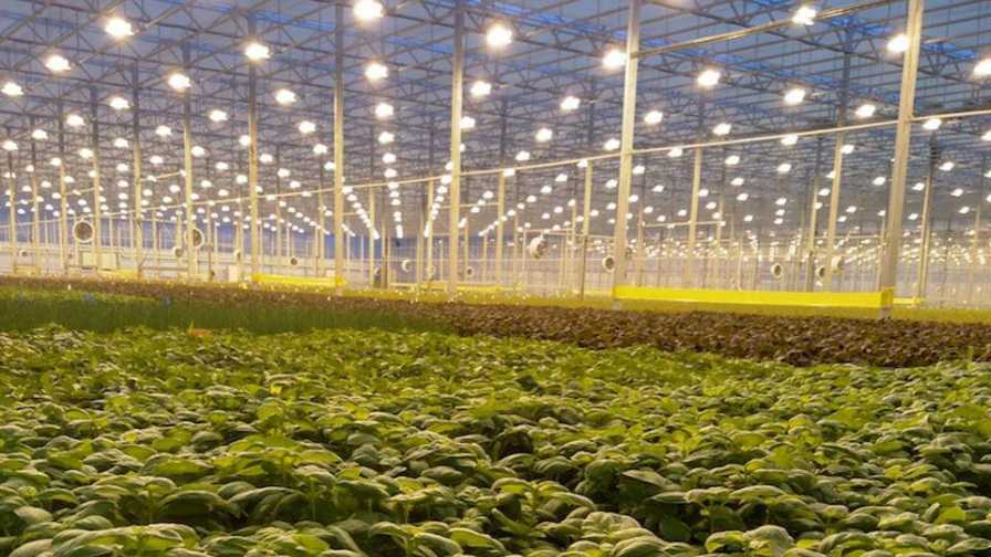 BrightFarms salad greens