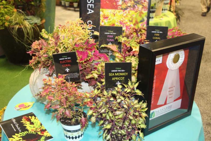 Under the Sea Coleus Collection Additions (Hort Couture Plants)
