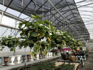 Cucumber-Petipikel cucumber survey