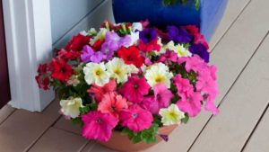 Syngenta Acquires Flower and Vegetable Seed Breeder Floranova