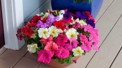 Syngenta Acquires Flower and Vegetable Seed Breeder Floranova