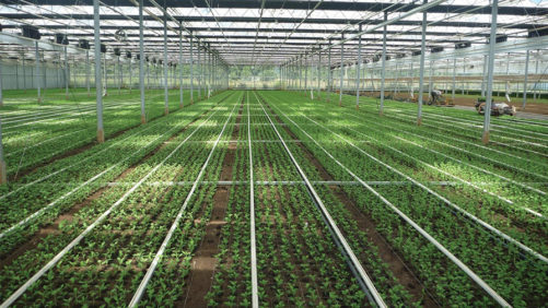 New Software Maps Out Greenhouse Energy Savings in Advance