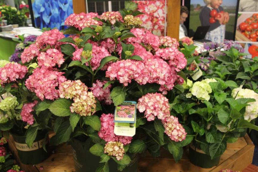 Seaside Serenade Hydrangea Series (Monrovia)