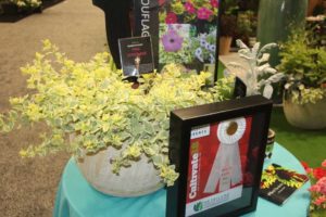 Petunia ‘Glamouflage Pink Lemonade’ (Hort Couture Plants)