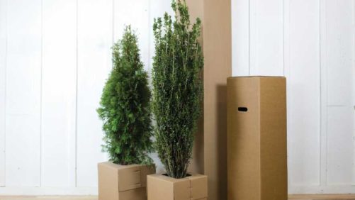 New E-Commerce Resource Aims to Ensure Shipment of Disease-Free Plants