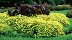 Why Gold Foliage Has Become the Darling of Plant Lovers