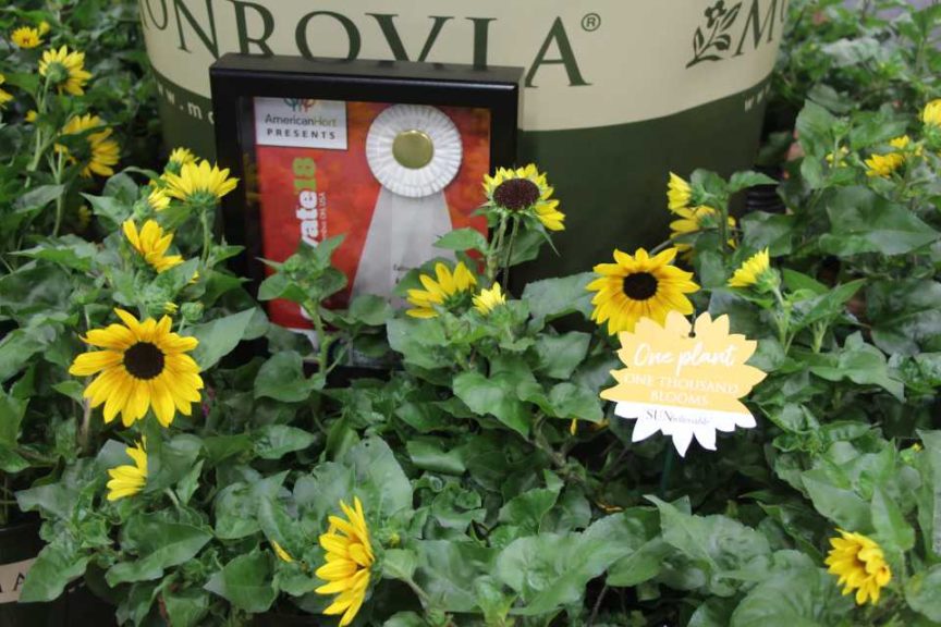 Sunflower ‘Sunbelievable’ (Monrovia)