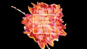 National Garden Bureau Announces “Year of the” Plants for 2019