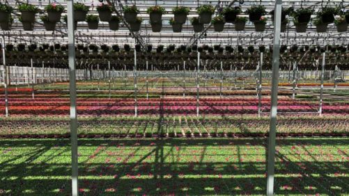Why Biostimulants Could Soon Be Labeled as Pesticides