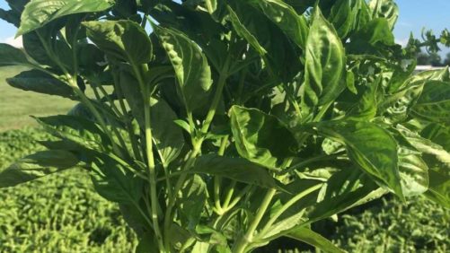 Can New Basil Varieties Stand up to Downy Mildew?