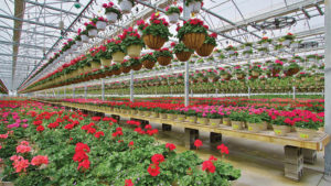 How to Manage Water Load in Your Hanging Flower Baskets