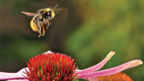 Allan Armitage: Let’s Tell Our Story About Pollinator-Friendly Plants