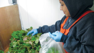 How Plant Certification Innovations Can Reduce Grower Headaches