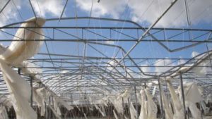 USDA’s New Crop Insurance Option for Tropical Storms Already Paying Off