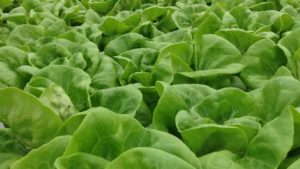 Your Chance to Hear From Food Safety Experts In Person