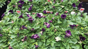 How to Prevent Petunia Flower Meltdown From Botrytis