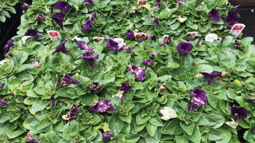 Tips on Preventing Spring Botrytis Issues in the Greenhouse
