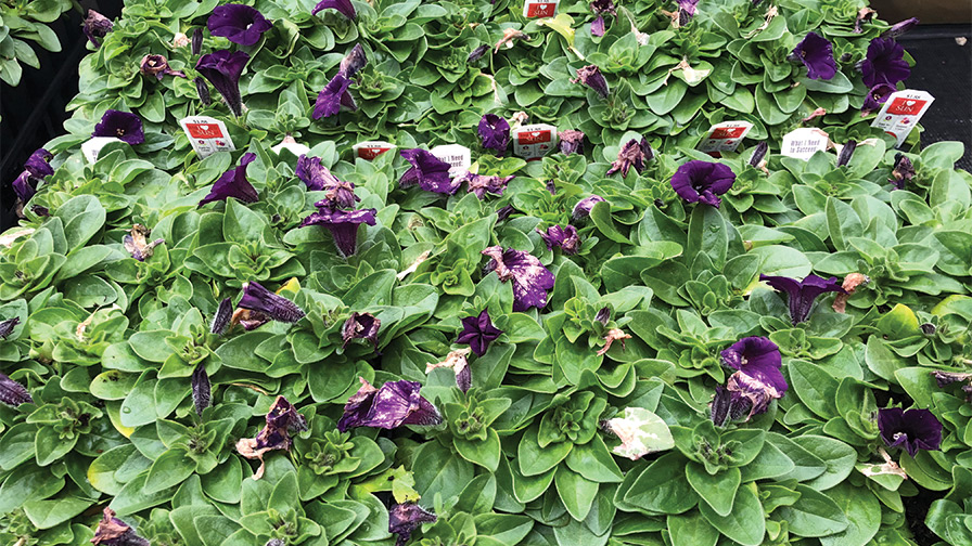 Petunia-Flower-Meltdown-from-Botrytis