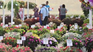 Plantpeddler Variety Day Features Stand-Out Begonias and More
