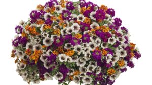 Popular Bundled Combination Program Continues to Grow
