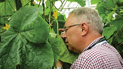Why You Should Plan and Forecast to Prevent Greenhouse Biocontrol Supply Shortages