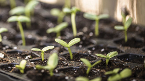 Valent BioSciences Building a Direct Connection With Biostimulant Users