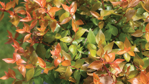 Why Woody Plants Are No Longer an Afterthought