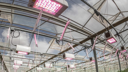 New Research Project Targets Light, Biocontrols Relationship in the Greenhouse