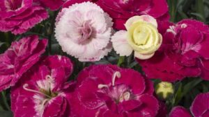 Carnations