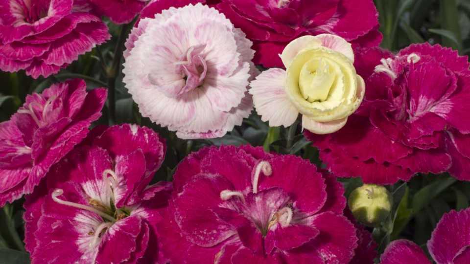 Carnations