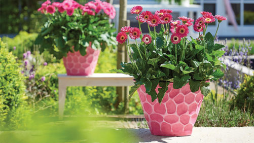 Growing Tips for Garvinea Gerbera Daisy From Costa Farms