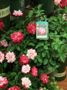‘Grace N’ Grit’ Roses (Monrovia)