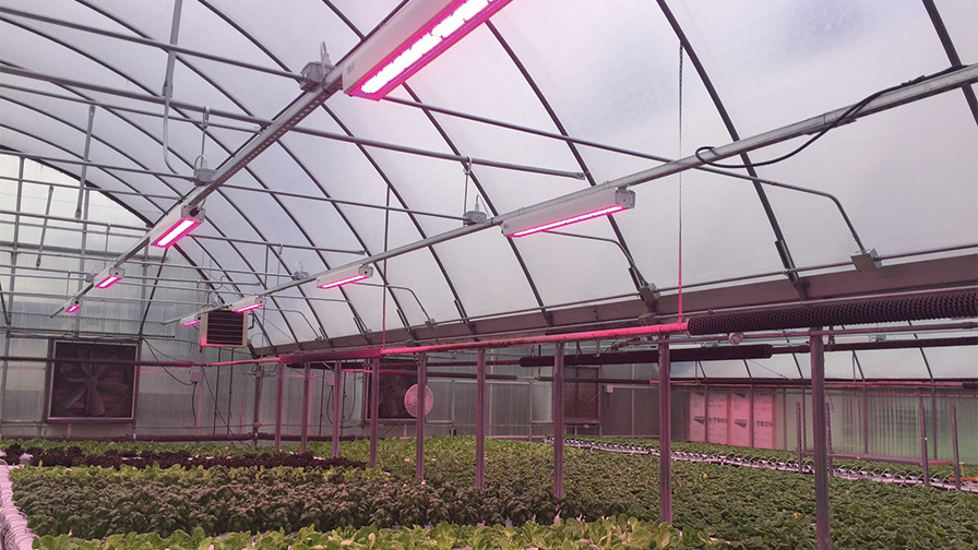 HortiLED-Top-PL-Light-Systems-feature DesignLights Consortium