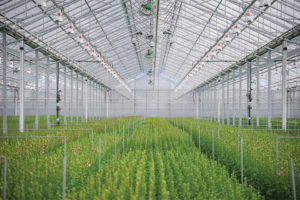 NXT2 (PL Light Systems)
