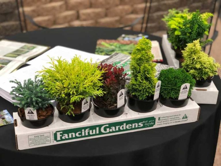 New Bonsai Program (Iseli Nursery)