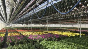 Pineae Greenhouses Earns Sustainability Certification