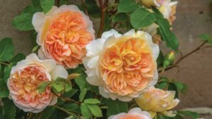 Three Takeaways from the Society of American Florists’ Industry Survey