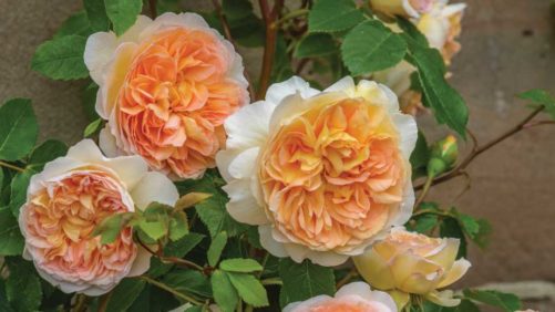 Three Takeaways from the Society of American Florists’ Industry Survey