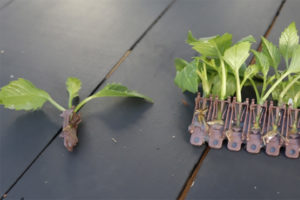 Basewell System