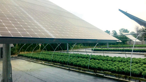 How Solar Panels Can Help Reduce Greenhouse Crop Production Costs