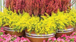 Three Perennials That Can Withstand Intense Heat
