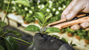 Tips on Successful Handling and Propagation of Cuttings