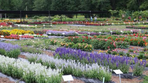 Annuals and Perennials on Display at the 2018 Michigan Garden Plant Tour